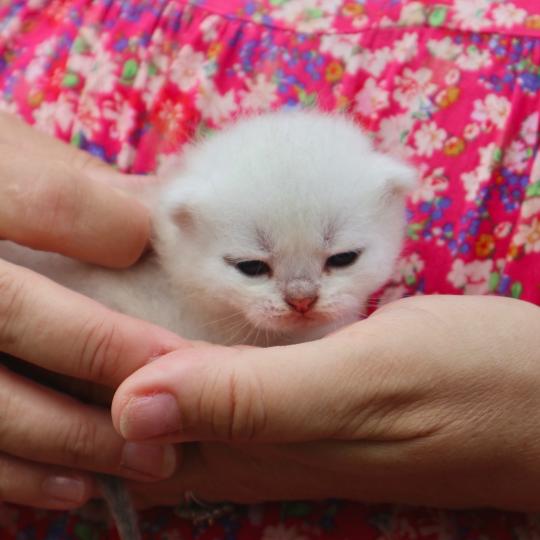 chaton British Shorthair seal shaded point Bubble Chatons du Lauragais seal shaded point