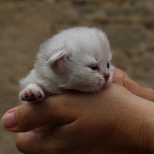 chaton British Shorthair seal shaded point Bubble Chatons du Lauragais seal shaded point