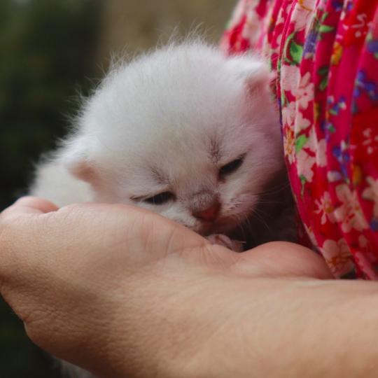 chaton British Shorthair seal shaded point Bubble Chatons du Lauragais seal shaded point
