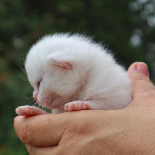 chaton British Shorthair seal shaded point Bubble Chatons du Lauragais seal shaded point