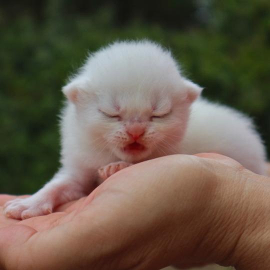 chaton British Shorthair seal shaded point Bubble Chatons du Lauragais seal shaded point