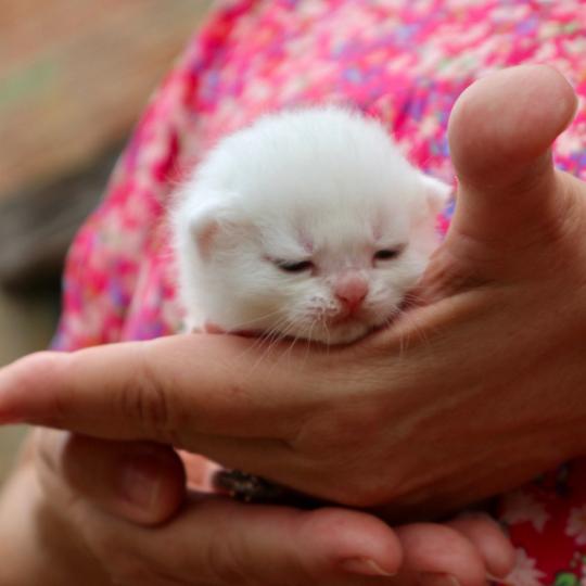 chaton British Shorthair seal shaded point Bubble Chatons du Lauragais seal shaded point