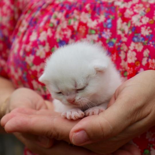 chaton British Shorthair seal shaded point Bubble Chatons du Lauragais seal shaded point