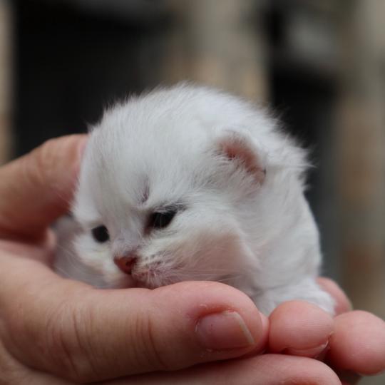 chaton British Shorthair seal shaded point Bubble Chatons du Lauragais seal shaded point