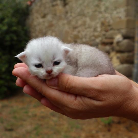 chaton British Shorthair seal shaded point Bubble Chatons du Lauragais seal shaded point