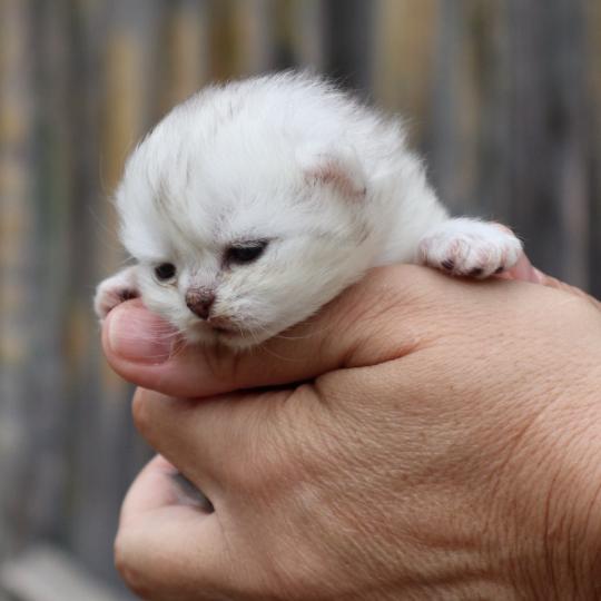chaton British Shorthair seal shaded point Bubble Chatons du Lauragais seal shaded point