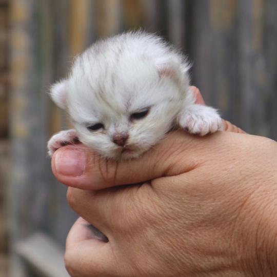 chaton British Shorthair seal shaded point Bubble Chatons du Lauragais seal shaded point