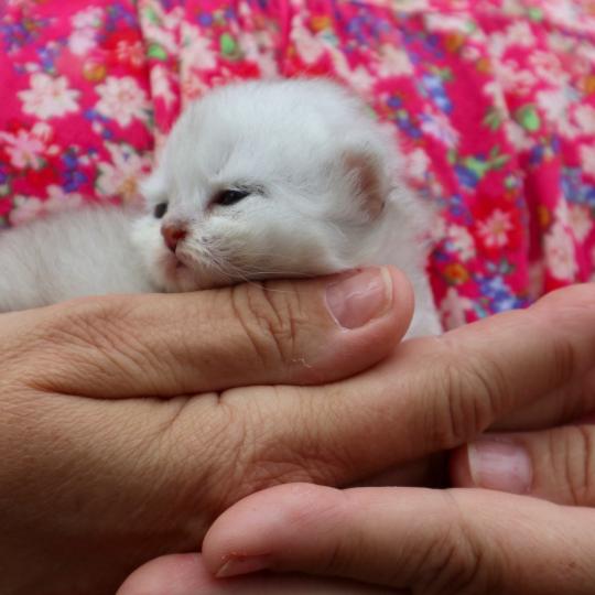 chaton British Shorthair seal shaded point Bubble Chatons du Lauragais seal shaded point