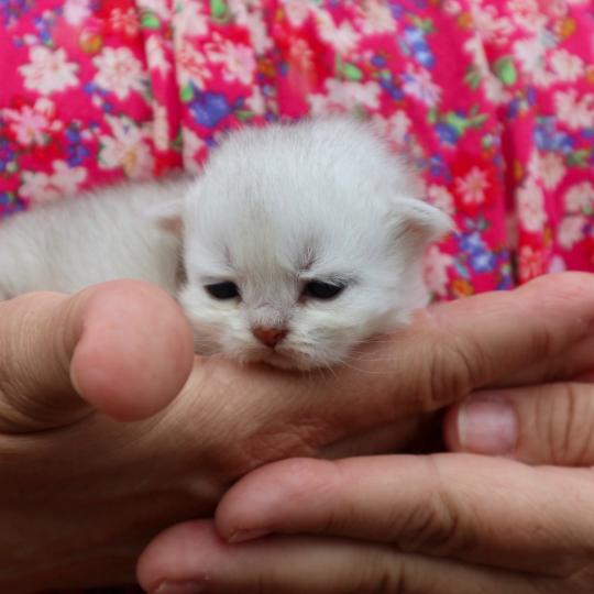 chaton British Shorthair seal shaded point Bubble Chatons du Lauragais seal shaded point