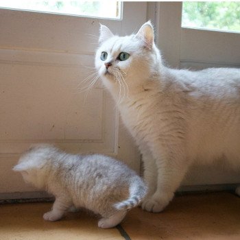 Qian du Lauragais Du Lauragais Femelle British Shorthair