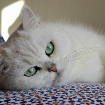 Tina du Lauragais Du Lauragais Femelle British Shorthair