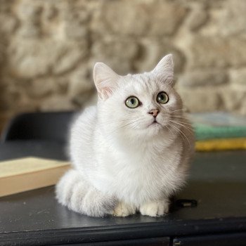 Walt Disney Mâle British Shorthair