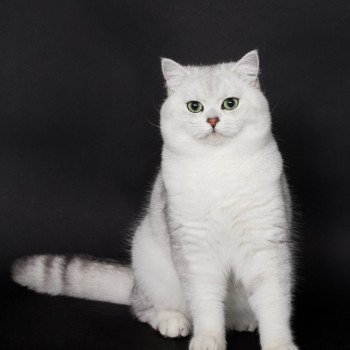 Walt Disney Mâle British Shorthair