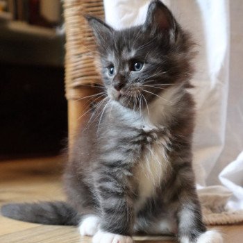 Achille Du Lauragais Mâle Maine coon