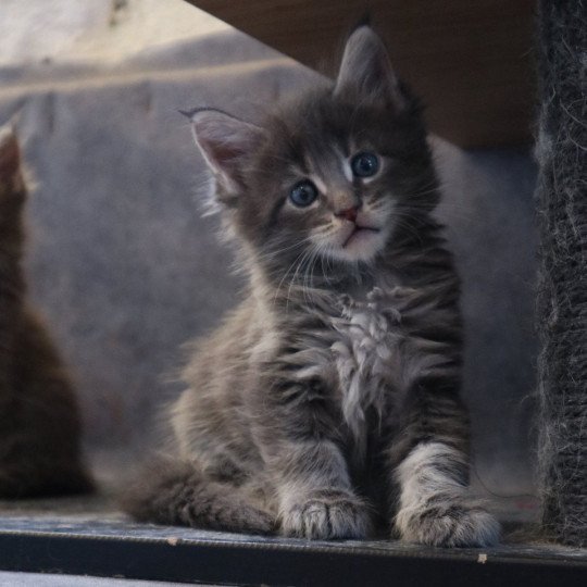 chaton Maine coon Aramis Chatons du Lauragais  