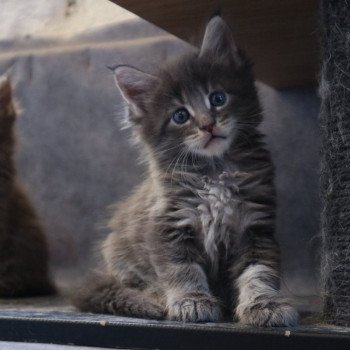 Aramis Du Lauragais Mâle Maine coon