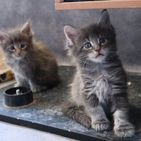 chaton Maine coon Aramis Chatons du Lauragais  
