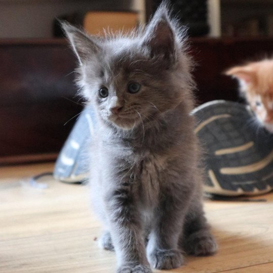 Amore Du Lauragais Femelle Maine coon