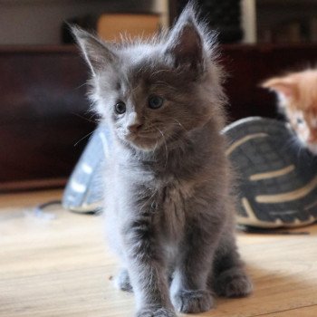 Amore Du Lauragais Femelle Maine coon