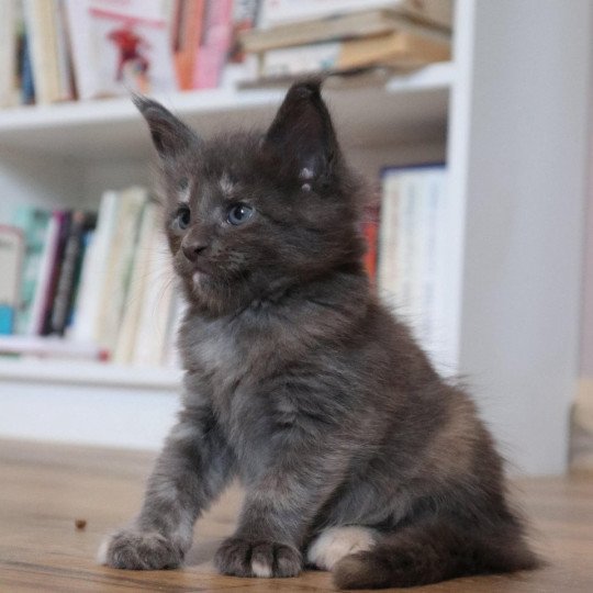 Arietty Du Lauragais Femelle Maine coon