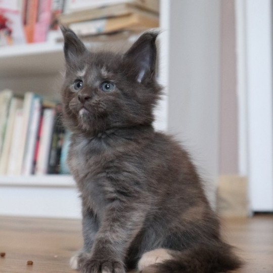 chaton Maine coon blue tortie Arietty Chatons du Lauragais blue tortie 