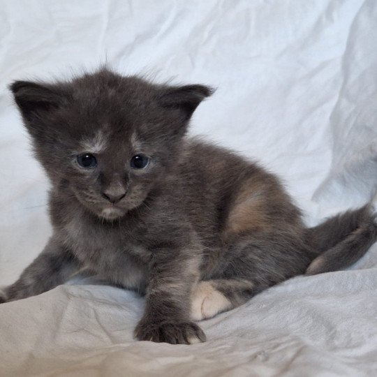 chaton Maine coon blue tortie Arietty Chatons du Lauragais blue tortie 