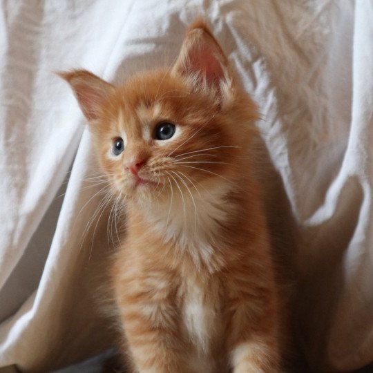 Aslan Du Lauragais Mâle Maine coon