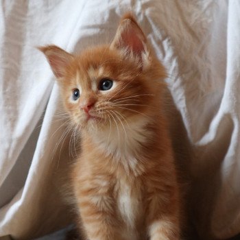 Aslan Du Lauragais Mâle Maine coon