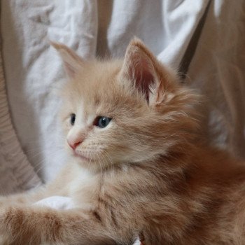 Astérix Du Lauragais Mâle Maine coon