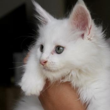 Balthazar Du Lauragais Mâle Maine coon