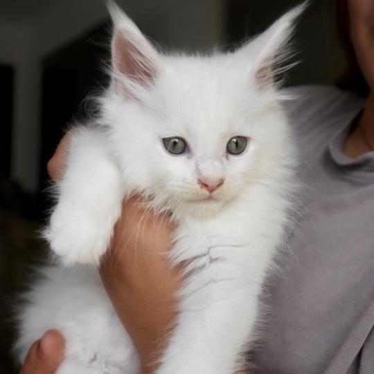 chaton Maine coon white Balthazar Chatons du Lauragais white 