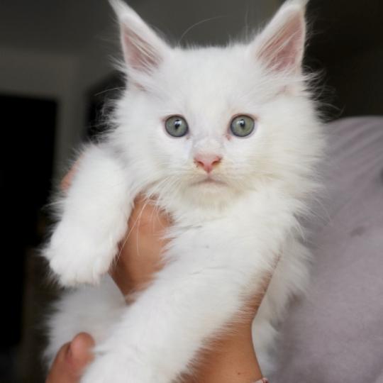 chaton Maine coon white Balthazar Chatons du Lauragais white 