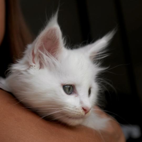 chaton Maine coon white Balthazar Chatons du Lauragais white 