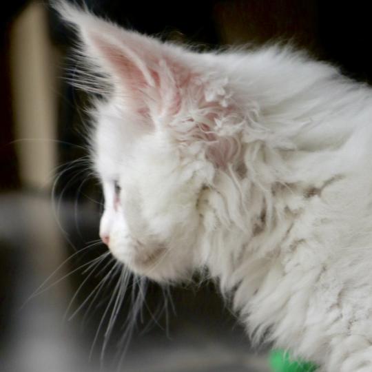 chaton Maine coon white Balthazar Chatons du Lauragais white 