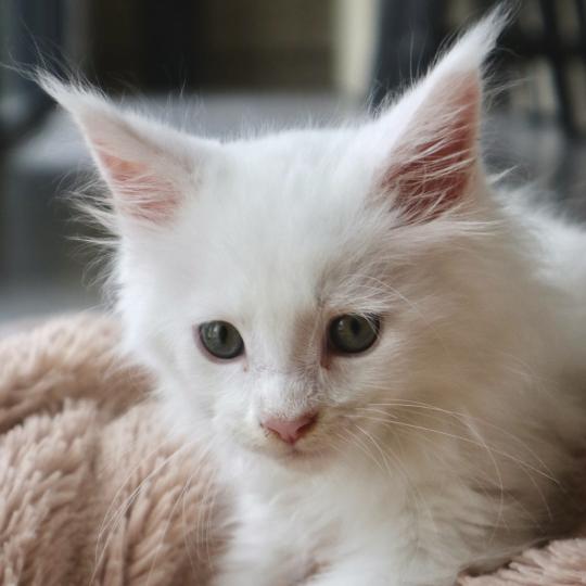 chaton Maine coon white Balthazar Chatons du Lauragais white 