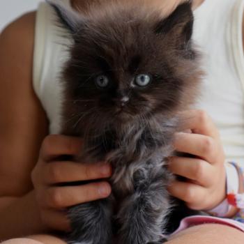 Batman Du Lauragais Mâle Maine coon