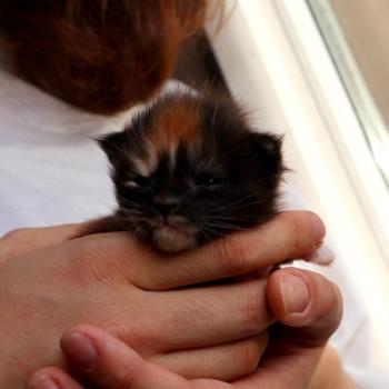 Baya Du Lauragais Femelle Maine coon