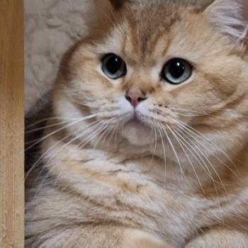 ZAN OF GOLDENCHACHALAND Du Lauragais Mâle British Shorthair