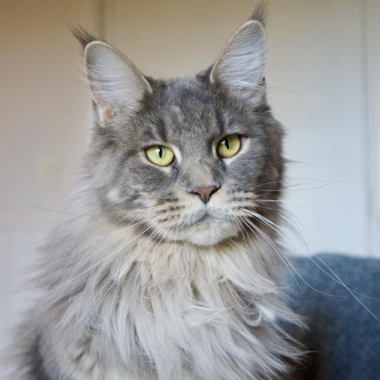 chat Maine coon Zélie Chatons du Lauragais blue blotched tabby