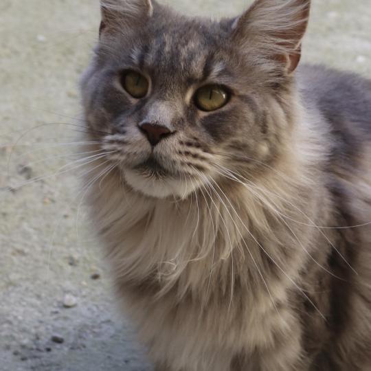 chat Maine coon blue blotched tabby Zélie Chatons du Lauragais blue blotched tabby