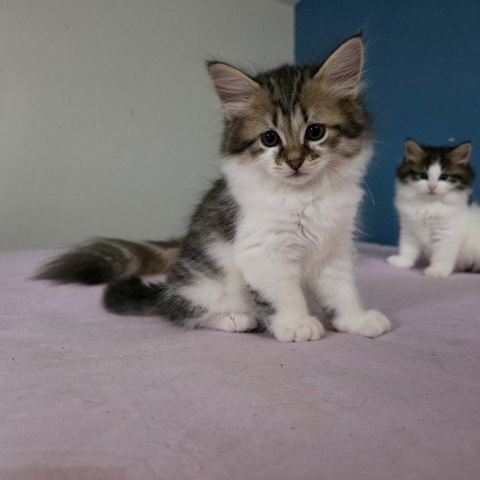 chaton Sibérien brown mackerel tabby & blanc Aïko Les Sibériens de la Vallée du Jabron brown mackerel tabby & blanc