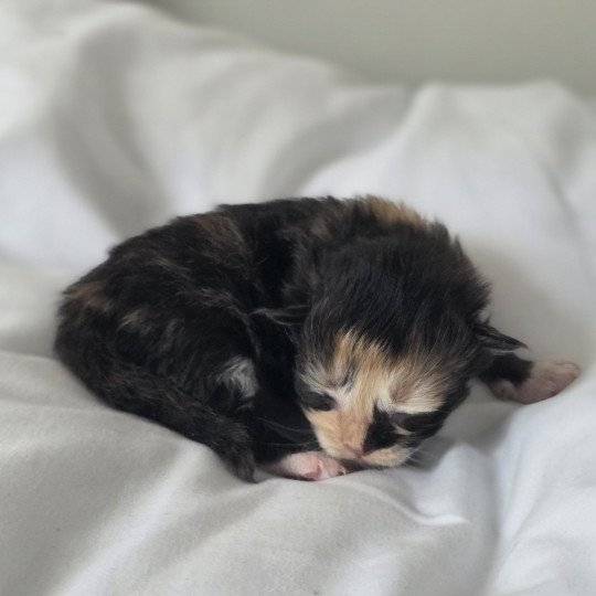 chaton Sibérien black tortie & blanc Aloe Les Sibériens de la Vallée du Jabron black tortie & blanc