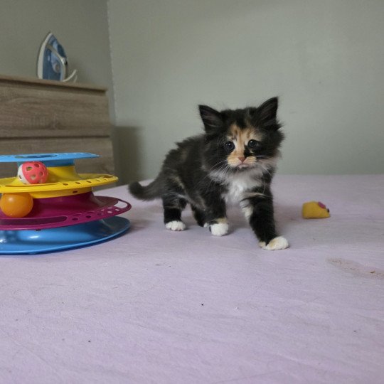 chaton Sibérien black tortie & blanc Aloe Les Sibériens de la Vallée du Jabron black tortie & blanc