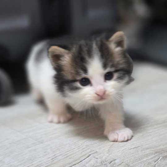 chaton Sibérien brown mackerel tabby & blanc Arnold Les Sibériens de la Vallée du Jabron brown mackerel tabby & blanc