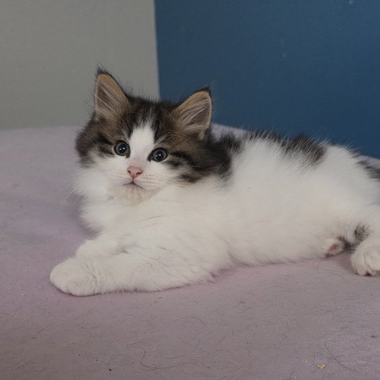 chaton Sibérien brown mackerel tabby & blanc Arnold Les Sibériens de la Vallée du Jabron brown mackerel tabby & blanc