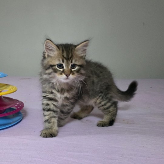 chaton Sibérien brown mackerel tabby Arrow Les Sibériens de la Vallée du Jabron brown mackerel tabby