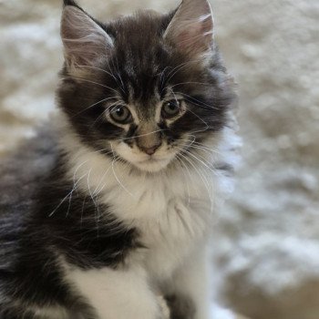 ARYA Femelle Maine coon