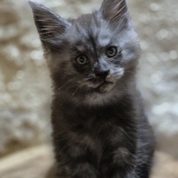 ATTILA Mâle Maine coon