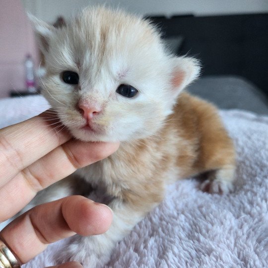 chaton Maine coon red silver blotched tabby Acajou Chatterie des Sept Phoenix red silver blotched tabby