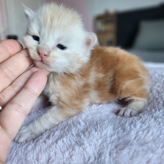 chaton Maine coon red silver blotched tabby Acajou Chatterie des Sept Phoenix red silver blotched tabby